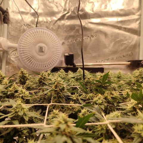 Green Gelato growlog timeline photo