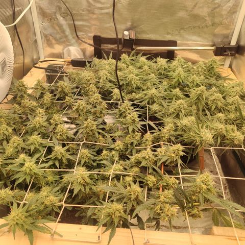 SUPER LEMON HAZE auto growlog timeline photo