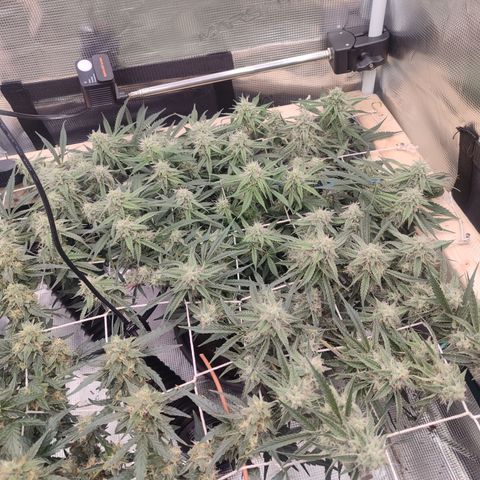 SUPER LEMON HAZE auto growlog timeline photo