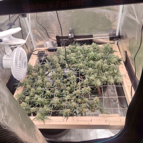 Green Gelato growlog timeline photo