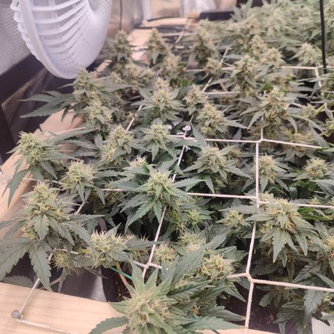 Green Gelato growlog timeline photo