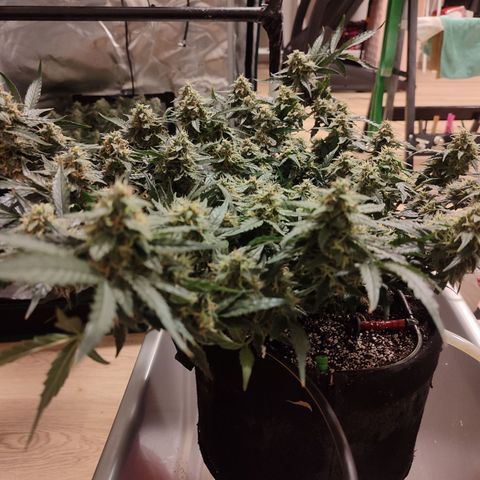 Green Gelato growlog timeline photo