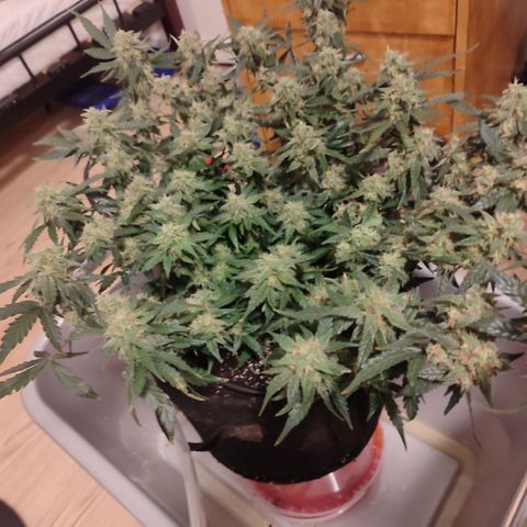 Green Gelato growlog timeline photo