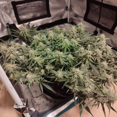 SUPER LEMON HAZE auto growlog timeline photo