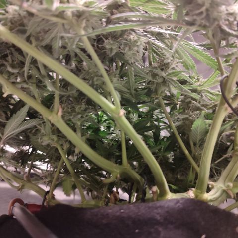SUPER LEMON HAZE auto growlog timeline photo