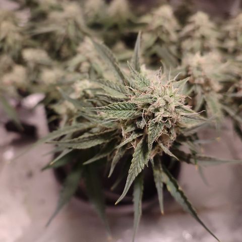 SUPER LEMON HAZE auto growlog timeline photo
