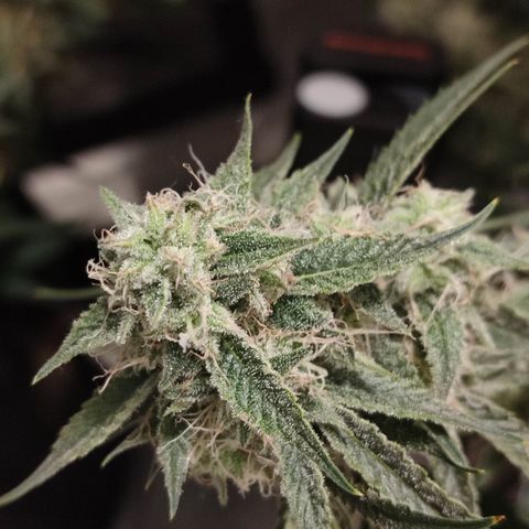 SUPER LEMON HAZE auto growlog timeline photo