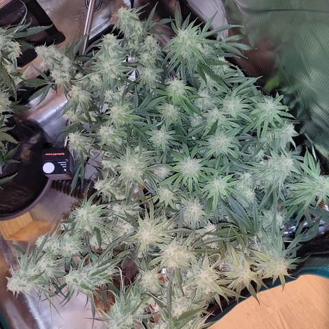 SUPER LEMON HAZE auto growlog timeline photo