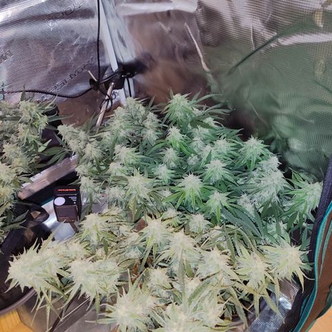 SUPER LEMON HAZE auto growlog timeline photo