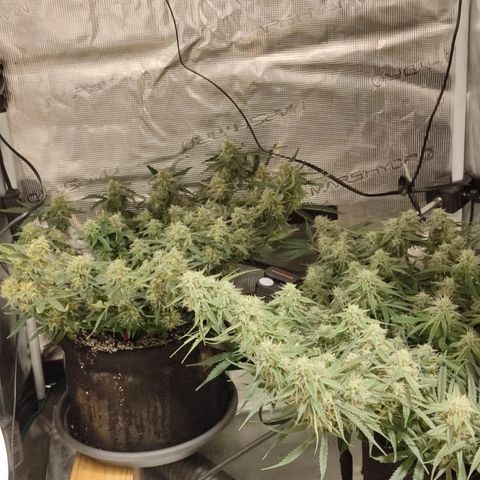 Green Gelato growlog timeline photo