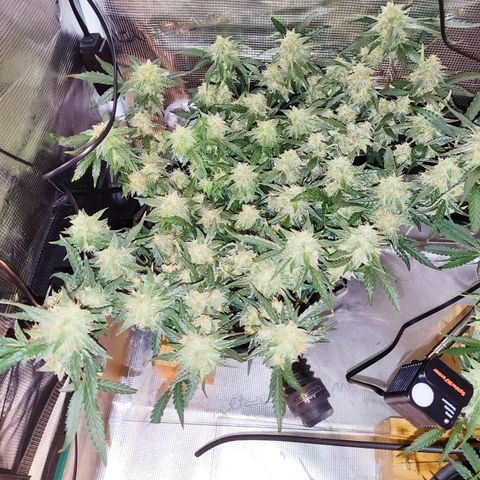 Green Gelato growlog timeline photo