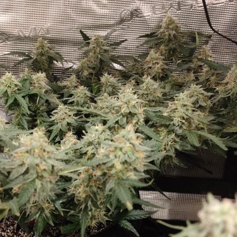 Green Gelato growlog timeline photo
