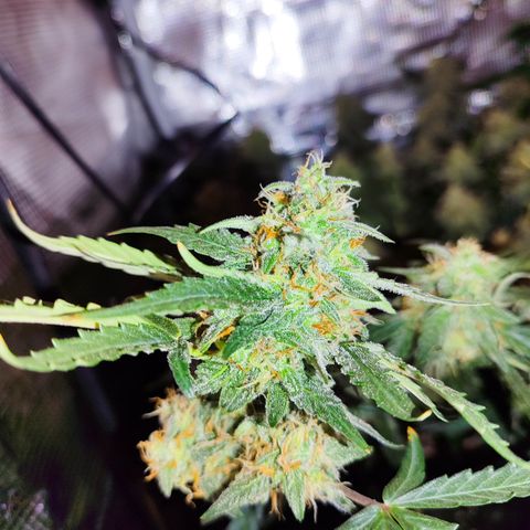 Green Gelato growlog timeline photo