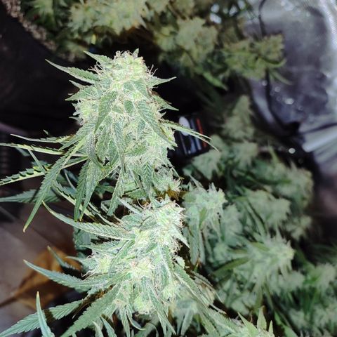 SUPER LEMON HAZE auto growlog timeline photo