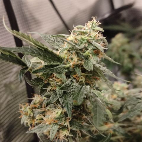 Green Gelato growlog timeline photo