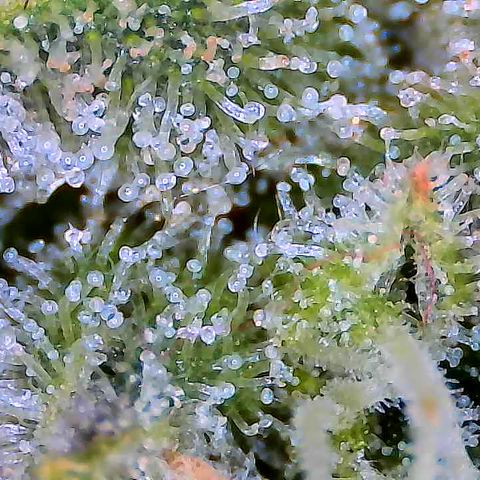 SUPER LEMON HAZE auto growlog timeline photo