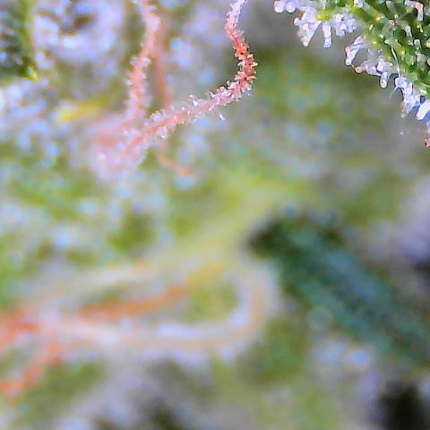 SUPER LEMON HAZE auto growlog timeline photo