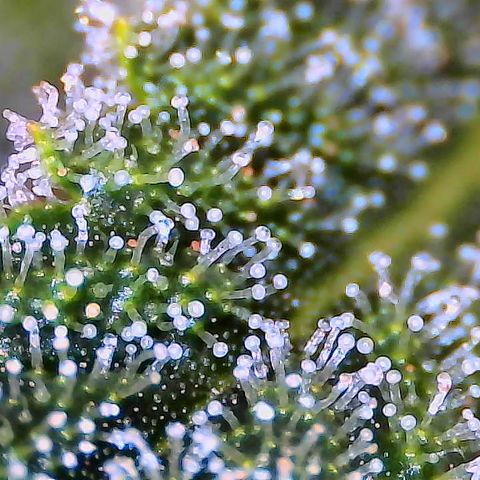 SUPER LEMON HAZE auto growlog timeline photo