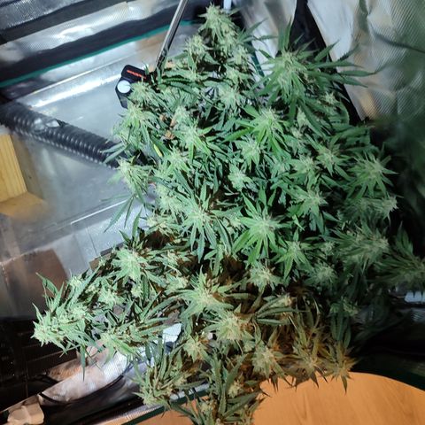SUPER LEMON HAZE auto growlog timeline photo