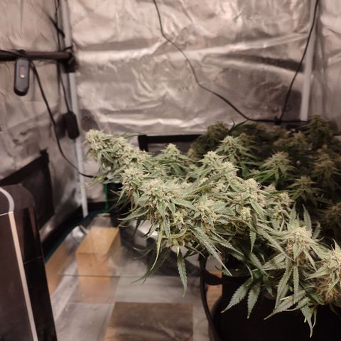 SUPER LEMON HAZE auto growlog timeline photo