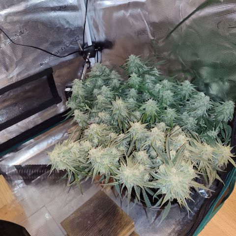 SUPER LEMON HAZE auto growlog timeline photo