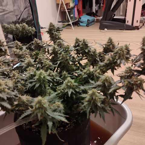 Green Gelato growlog timeline photo