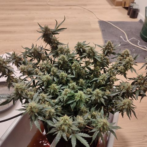 Green Gelato growlog timeline photo