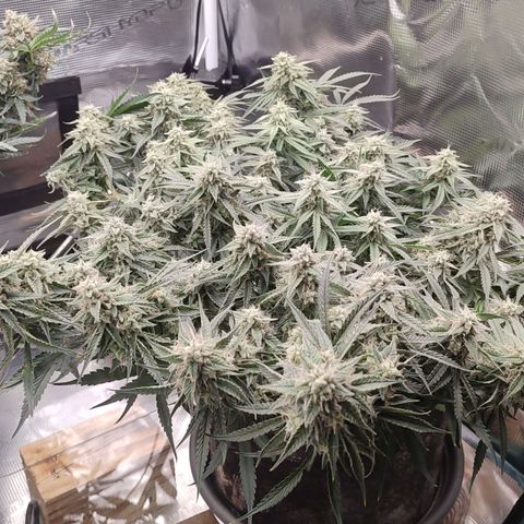 SUPER LEMON HAZE auto growlog timeline photo