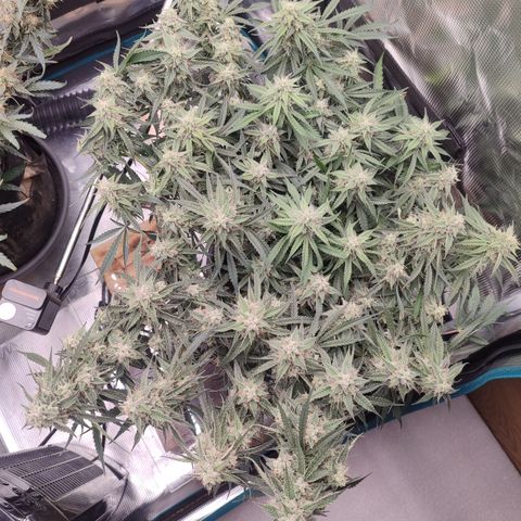 SUPER LEMON HAZE auto growlog timeline photo