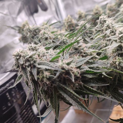 SUPER LEMON HAZE auto growlog timeline photo