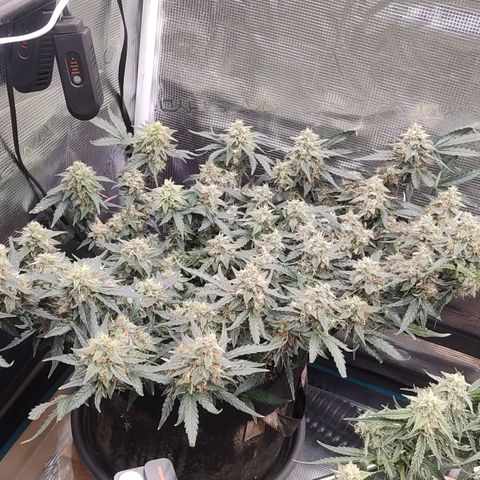 Green Gelato growlog timeline photo