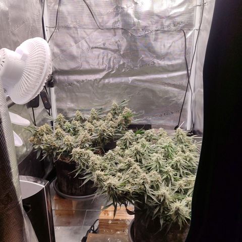 Green Gelato growlog timeline photo