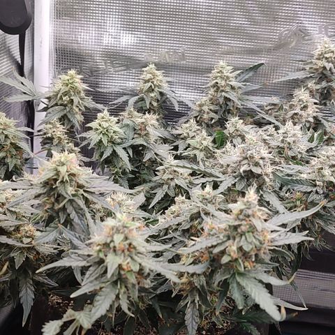 Green Gelato growlog timeline photo