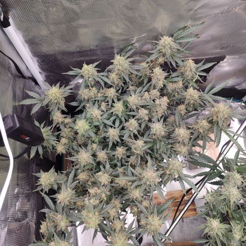 Green Gelato growlog timeline photo