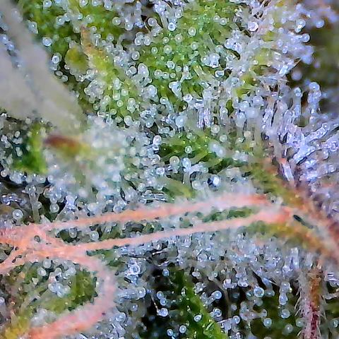 SUPER LEMON HAZE auto growlog timeline photo