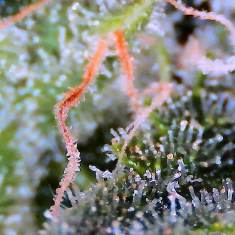SUPER LEMON HAZE auto growlog timeline photo