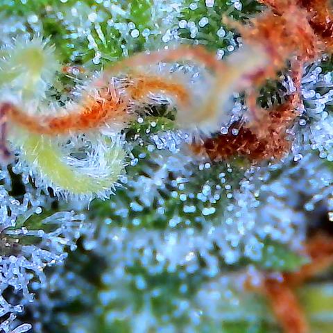 Green Gelato growlog timeline photo