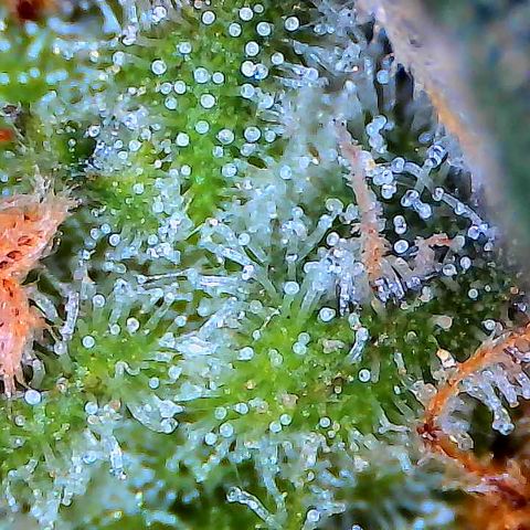 Green Gelato growlog timeline photo