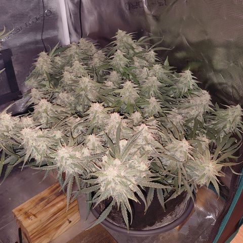 SUPER LEMON HAZE auto growlog timeline photo