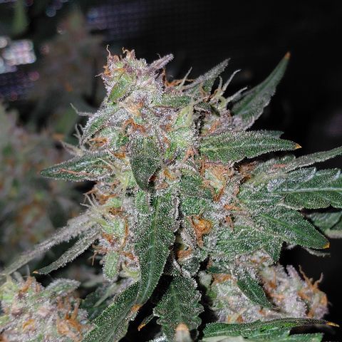 Green Gelato growlog timeline photo