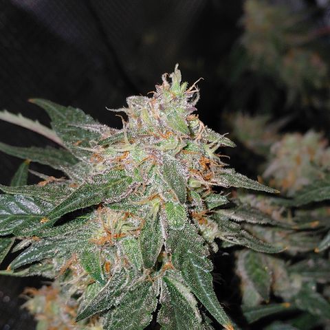 Green Gelato growlog timeline photo