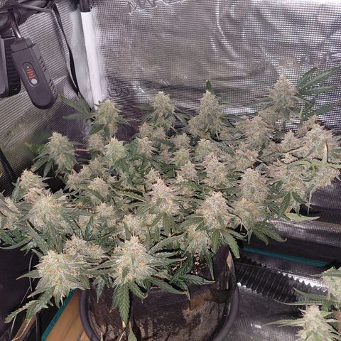 Green Gelato growlog timeline photo