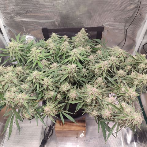 SUPER LEMON HAZE auto growlog timeline photo