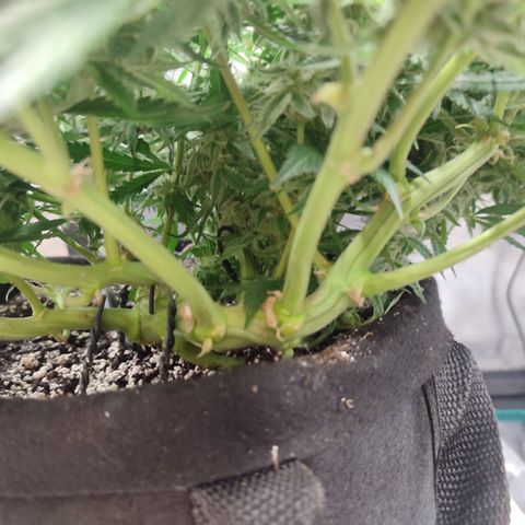 SUPER LEMON HAZE auto growlog timeline photo