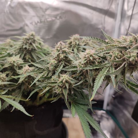 SUPER LEMON HAZE auto growlog timeline photo