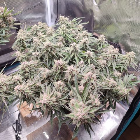 SUPER LEMON HAZE auto growlog timeline photo