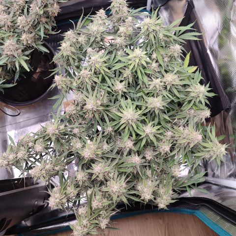 SUPER LEMON HAZE auto growlog timeline photo