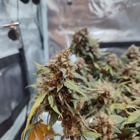 Green Gelato growlog timeline photo