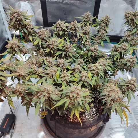 Green Gelato growlog timeline photo