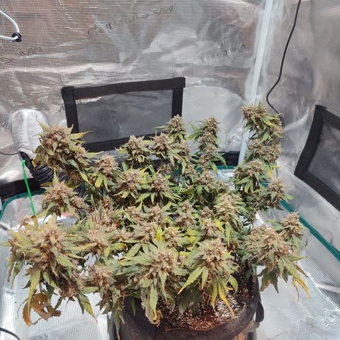 Green Gelato growlog timeline photo